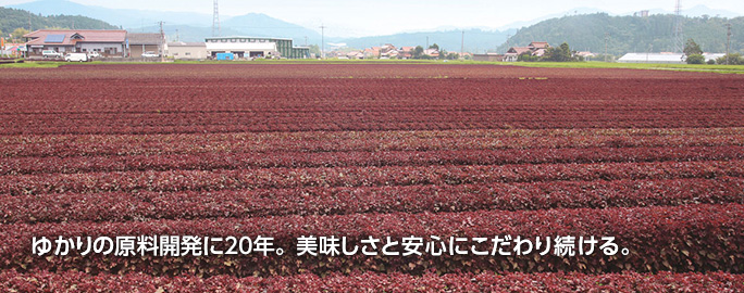 ゆかりの原料開発に20年。美味しさと安心にこだわり続ける。